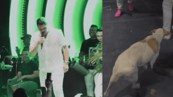 Momento en el que un perro sube a la tarima de Elder Dayán.